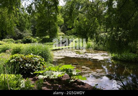 Étang avec plantation luxuriante sur ses côtés, vu dans les jardins de Beth Chatto. Banque D'Images