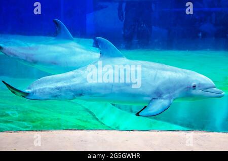 Les grands dauphins de l'Atlantique nagent à l'aquarium du Mississippi, le 24 juin 2021, à Gulfport, Mississippi. Banque D'Images