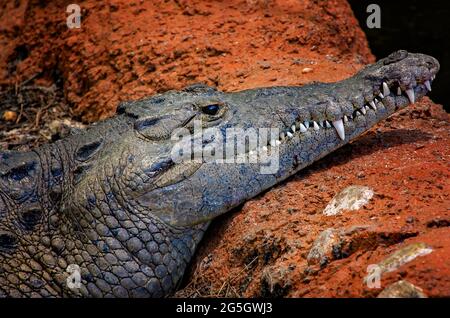 Un crocodile américain se trouve sur le terrain à l'Aquarium du Mississippi, le 24 juin 2021, à Gulfport, Mississippi. Banque D'Images