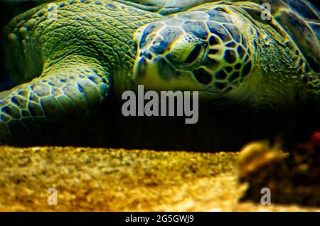 Banner, une tortue de mer verte, est photographiée à l'Aquarium du Mississippi, le 24 juin 2021, à Gulfport, Mississippi. Banque D'Images