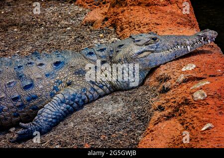 Un crocodile américain se trouve sur le terrain à l'Aquarium du Mississippi, le 24 juin 2021, à Gulfport, Mississippi. Banque D'Images