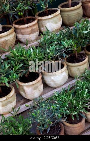 Jeunes oliviers en pots sur une terrasse Banque D'Images