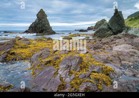 Rochers couverts de mousse jaune le long du littoral océanique - gros Morne, Terre-Neuve, Canada. Banque D'Images