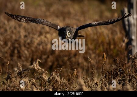 Photo d'un grand hibou gris entraîné en vol. Strix nébulosa Banque D'Images