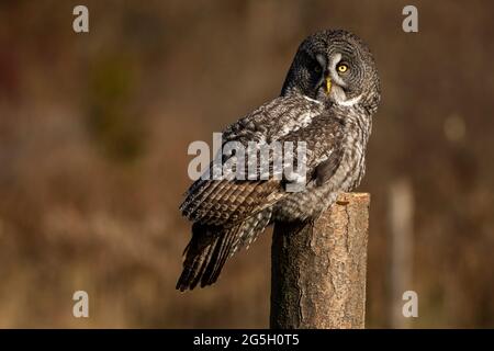 Photo d'un grand hibou gris entraîné assis sur une perche. Strix nébulosa Banque D'Images