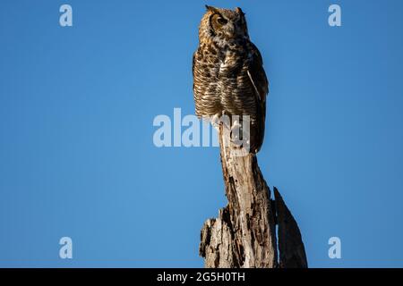 Un grand hibou bien entraîné perche au-dessus d'un vieux arbre. Bubo virginianus Banque D'Images