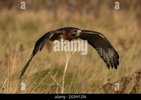 Un faucon formé à queue rouge en vol, nom scientifique: Buteo jamaicensis Banque D'Images