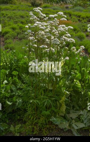 Lavande plantes fleurs colorées paysages floraux Banque D'Images