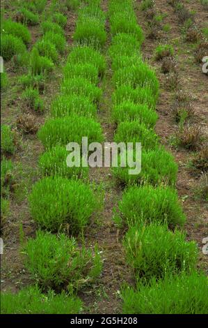 Lavande plantes fleurs colorées paysages floraux Banque D'Images