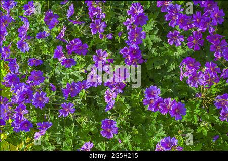 Lavande plantes fleurs colorées paysages floraux Banque D'Images