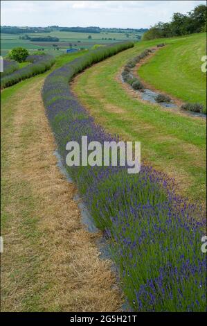 vue sur le paysage des plantes de lavande Banque D'Images