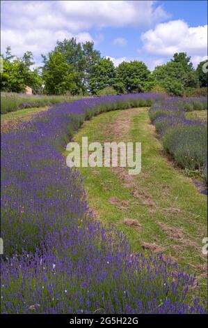 vue sur le paysage des plantes de lavande Banque D'Images