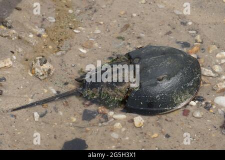 Crabe fer à cheval (Limulus polyphemus) Banque D'Images