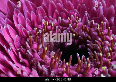 Fleur de Gerbera rose gros plan Banque D'Images