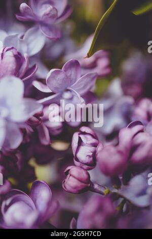 Bush à lilas pourpre avec une variété de teintes pourpres de fleurs et de bourgeons fleuris au printemps Banque D'Images