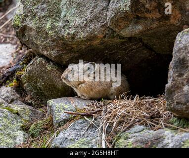 Gros plan de la pika américaine Note: pikas vivent dans la forêt alpine et au-dessus de la ligne de bois Banque D'Images