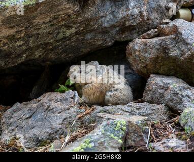 Gros plan de la pika américaine Note: pikas vivent dans la forêt alpine et au-dessus de la ligne de bois Banque D'Images