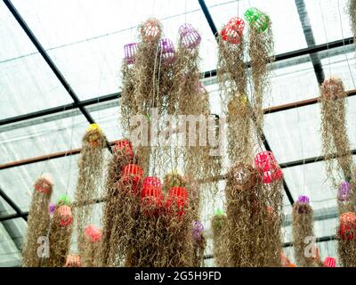 Mousse espagnole. Plantes suspendues avec petit pot en plastique. À l'envers. Beaucoup de belles plantes accrochées au plafond dans le jardin de serre. Banque D'Images