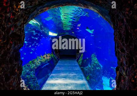 Un aquarium en tunnel offre aux visiteurs une expérience immersive à l'aquarium du Mississippi, le 24 juin 2021, à Gulfport, Mississippi. Banque D'Images