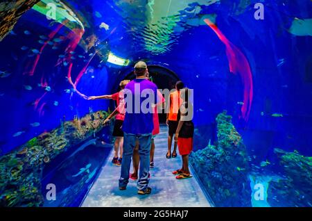 Un aquarium en tunnel offre aux visiteurs une expérience immersive à l'aquarium du Mississippi, le 24 juin 2021, à Gulfport, Mississippi. Banque D'Images