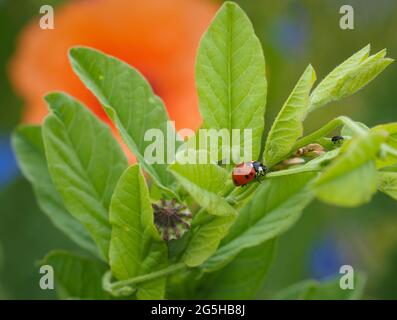 24 juin 2021, Brandebourg, Temnitztal/OT Rohrlempl: Une coccinelle crache sur une plante verte. Photo: Soeren Stache/dpa-Zentralbild/ZB Banque D'Images