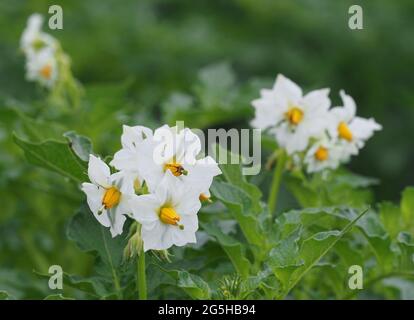 24 juin 2021, Brandebourg, Temnitztal/OT Rohrlemple: Fleurs blanches sur des plants de pommes de terre vertes plantés en rangées droites. Photo: Soeren Stache/dpa-Zentralbild/ZB Banque D'Images