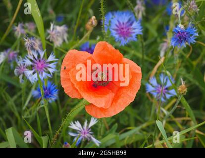 24 juin 2021, Brandebourg, Temnitztal/OT Rohrläck : un pavot pousse dans une prairie parmi les cornflowers. Photo: Soeren Stache/dpa-Zentralbild/ZB Banque D'Images