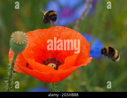 24 juin 2021, Brandebourg, Temnitztal/OT Rohrlemple: Deux bourdons tentent de débarquer sur une fleur de pavot. Photo: Soeren Stache/dpa-Zentralbild/ZB Banque D'Images