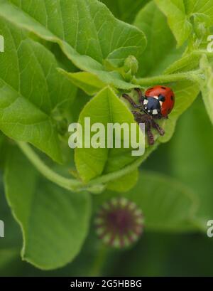 24 juin 2021, Brandebourg, Temnitztal/OT Rohrlempl: Une coccinelle crache sur une plante verte. Photo: Soeren Stache/dpa-Zentralbild/ZB Banque D'Images