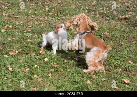 Chihuahua chiot et cavalier King charles spaniel chiot jouent sur une herbe verte dans le parc d'automne. Animaux de compagnie. Chien de race. Banque D'Images