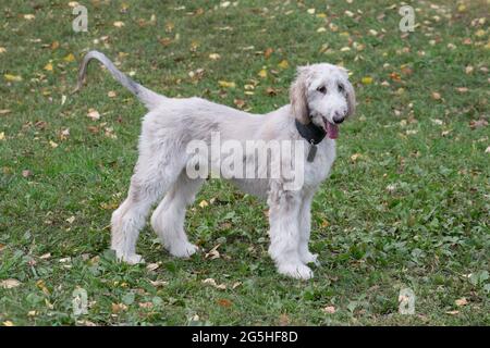 Le chiot de chien afghan se trouve dans le parc d'automne. Greyhound de l'est ou greyhound persan. Animaux de compagnie. Chien de race. Banque D'Images