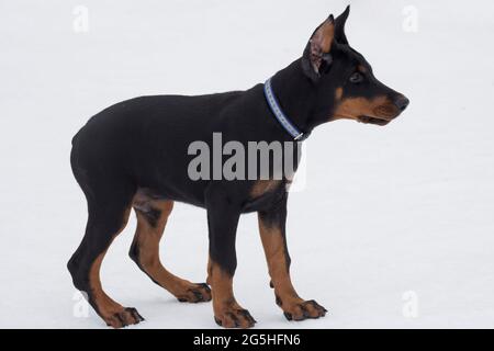 Le chiot doberman pinscher est situé sur une neige blanche dans le parc d'hiver. Trois mois. Animaux de compagnie. Chien de race. Banque D'Images