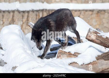 Le loup canadien noir en colère regarde la caméra. Canis lupus pambasileus. Animaux dans la faune. Banque D'Images