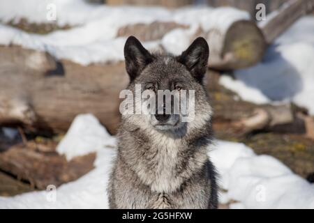 Portrait du joli loup noir canadien est debout sur une neige blanche et regarde loin. Canis lupus pambasileus. Animaux dans la faune. Banque D'Images