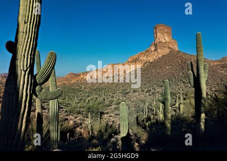 Randonnée dans les montagnes de Superstition sur le sentier de l'Arizona, Arizona, U.S.A Banque D'Images