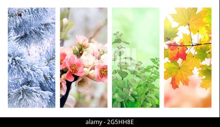 Quatre saisons de l'année. Ensemble de bannières verticales nature avec scènes d'hiver, de printemps, d'été et d'automne. Espace de copie pour le texte Banque D'Images