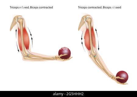 Les biceps sont contractés et les triceps sont détendus, les biceps sont détendus et les triceps contractés. Banque D'Images