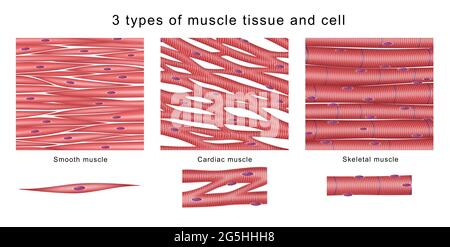 3 types de tissus musculaires et de cellules Banque D'Images