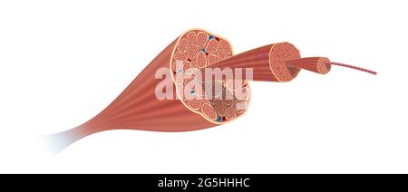 Structure Anatomie du muscle squelettique Banque D'Images