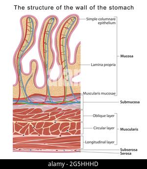 La structure de la paroi de l'estomac Banque D'Images