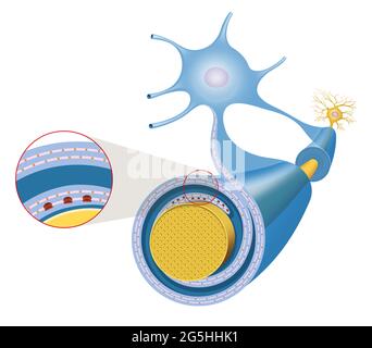 Axon des cellules nerveuses et gaine de myéline Banque D'Images