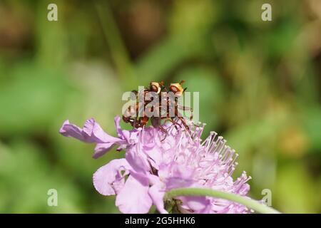 Accouplement de mouches à tête épaisse Sicus ferrugineus. Famille des mouches à tête épaisse, les Conopidés (Conopidae). Sur une fleur de champ Scabnious (arvens de Knautia Banque D'Images