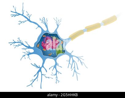 Anatomie d'un neurone multipolaire. Les cellules nerveuses, également appelées neurones, sont la composante active du système nerveux Banque D'Images