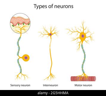 Trois principaux types de neurones : sensoriel, interneurone et moteur Banque D'Images