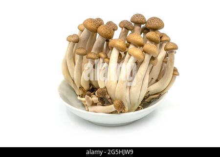Gros plan bouquet de champignons de hêtre brun ou de champignons Shimeji ou Bunna-shimeji dans une petite assiette blanche sur fond blanc. Banque D'Images