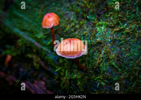 Un petit champignon orange qui pousse à partir d'un lit moussy humide sur une ancienne branche d'arbre Banque D'Images