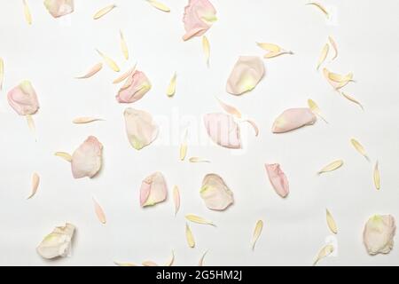 pétales de roses et de fleurs jaunes rose clair sur fond blanc et délicat de fleurs pastel Banque D'Images