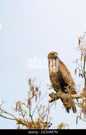 Bourdonnement impressionnant, buteo buteo, assis sur une branche au printemps avec un espace de copie. L'oiseau de proie dominant observe sur une branche. Animal à plumes Banque D'Images