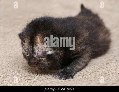 Sieversdorf, Allemagne. 27 juin 2021. Un chaton d'environ dix jours rampent sur une couverture. Les yeux du chaton sont encore fermés. Environ deux à trois semaines après la naissance les yeux s'ouvrent. Credit: Patrick Pleul/dpa-Zentralbild/ZB/dpa/Alay Live News Banque D'Images