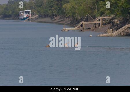 Des mâles ont repéré des cerfs qui nagent dans la rivière près du camp forestier pour traverser l'île adjacente au parc national de Sundarban, Bengale-Occidental, Inde Banque D'Images